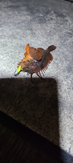 ハオコゼの釣果