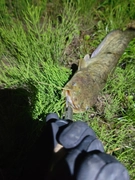 ナマズの釣果