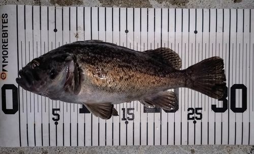 クロソイの釣果