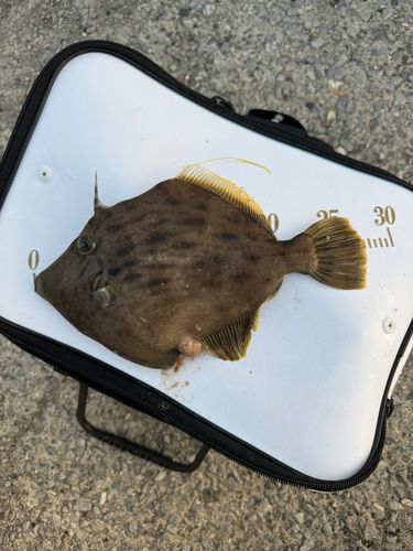 カワハギの釣果