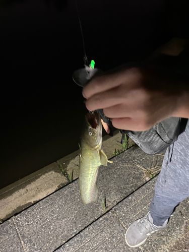 ナマズの釣果