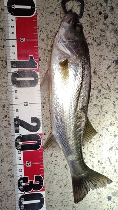 セイゴ(マルスズキ)の釣果