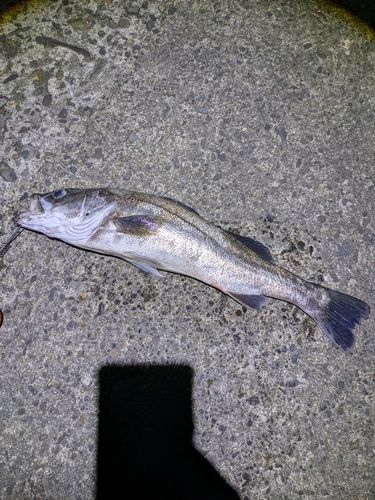 スズキの釣果