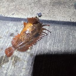 ハオコゼ