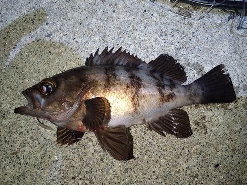 クロメバルの釣果
