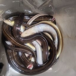 マアナゴ