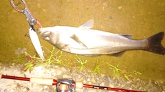 フッコ（マルスズキ）の釣果