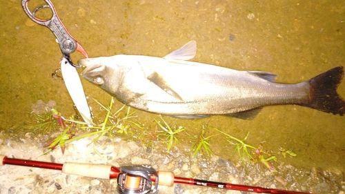 フッコ（マルスズキ）の釣果