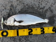 ニベの釣果