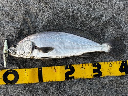 ニベの釣果