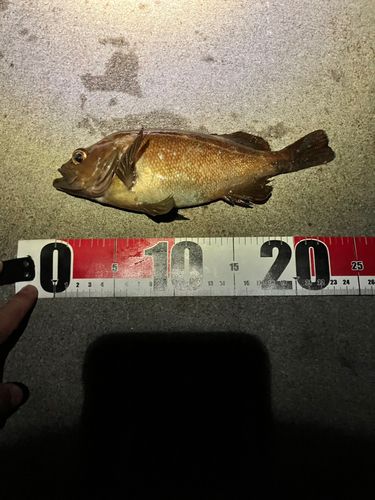 エゾメバルの釣果