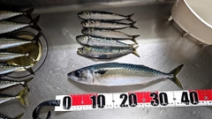 サバの釣果