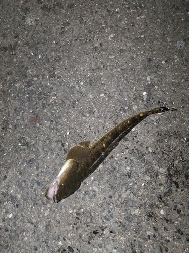 マゴチの釣果