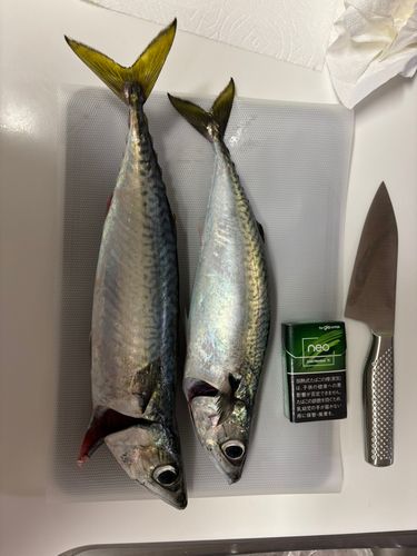 サバの釣果