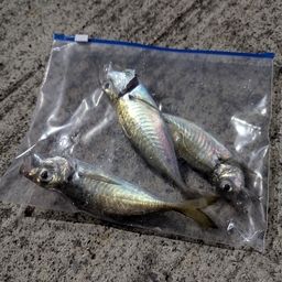 アジ