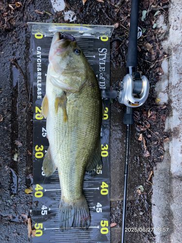 ブラックバスの釣果