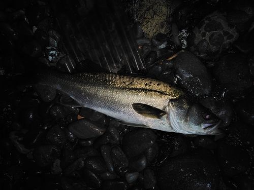 セイゴ（マルスズキ）の釣果