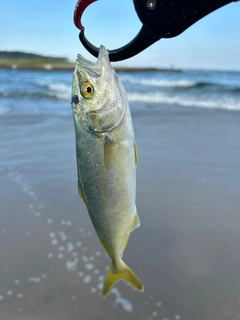 ワカシの釣果