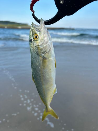 ワカシの釣果