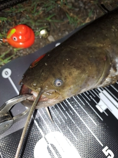 ナマズの釣果