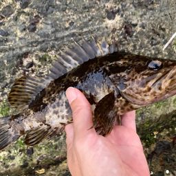 タケノコメバル