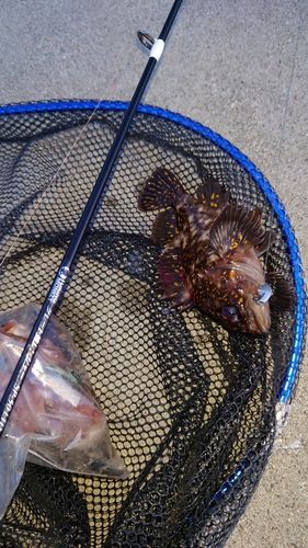 オウゴンムラソイの釣果