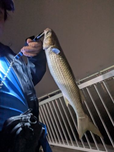 ボラの釣果