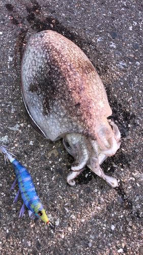 コウイカの釣果