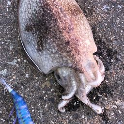 コウイカ