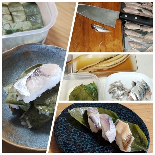 クサフグの釣果