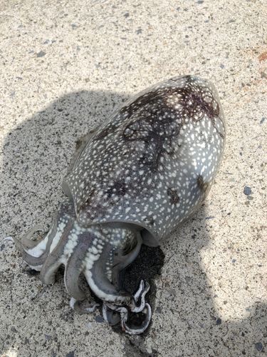 コウイカの釣果