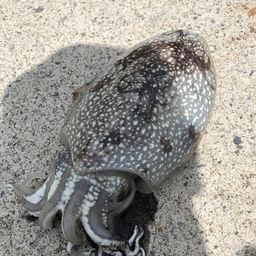 コウイカ