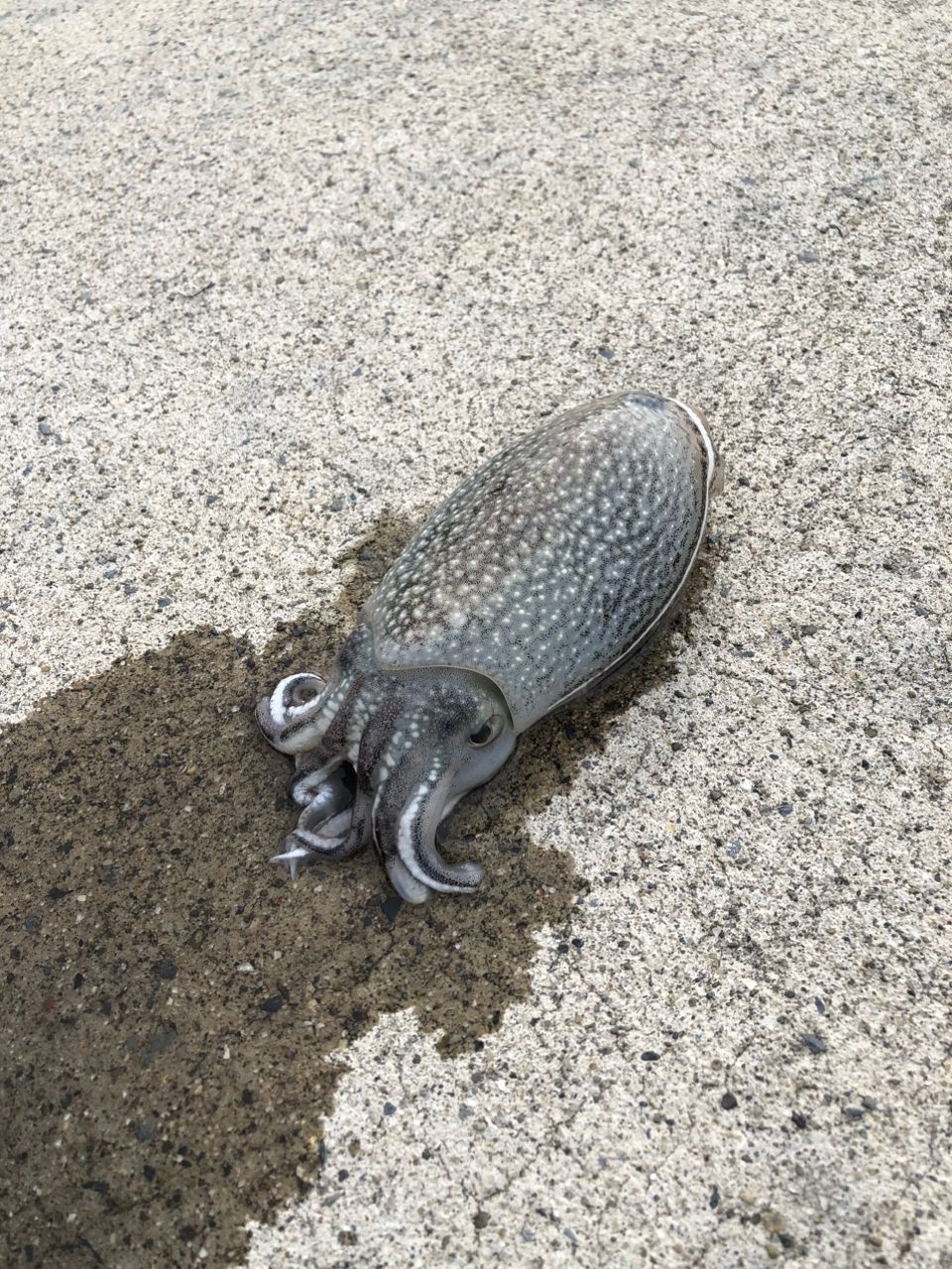 コウイカ
