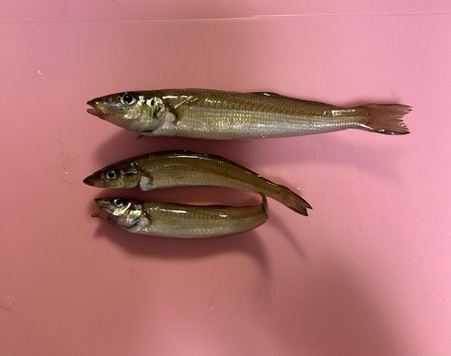 キスの釣果