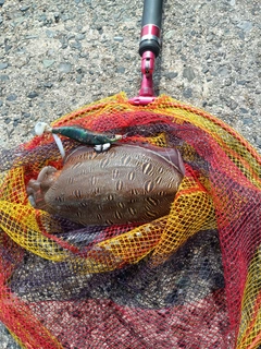モンゴウイカの釣果