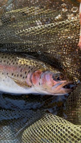 ニジマスの釣果
