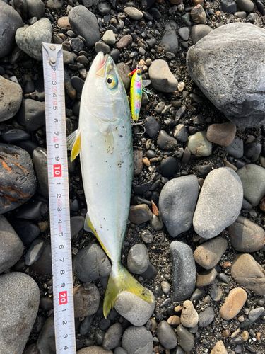 ワカシの釣果