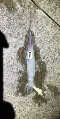 ケンサキイカの釣果