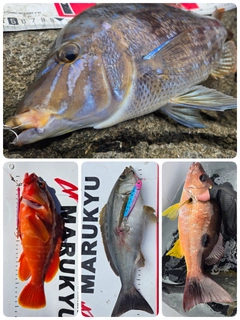 タマンの釣果