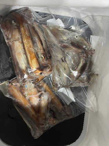 スルメイカの釣果