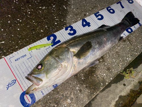 シーバスの釣果