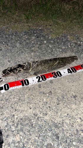 ナマズの釣果