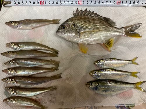 キビレの釣果