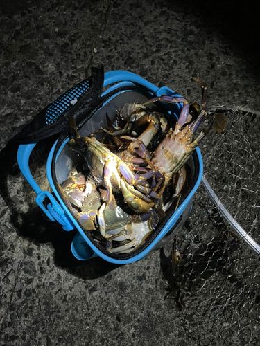 イシガニの釣果