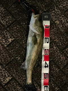 スズキの釣果
