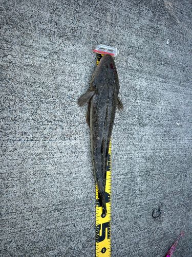 マゴチの釣果