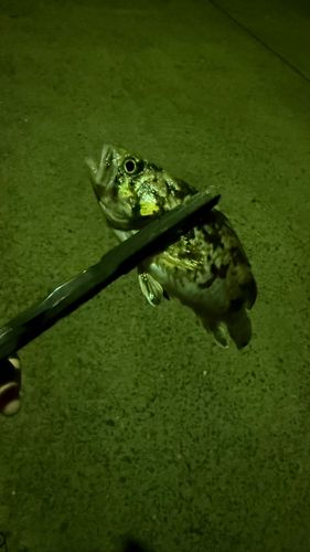 ソイの釣果