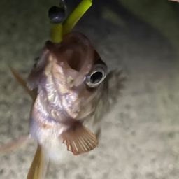メバル