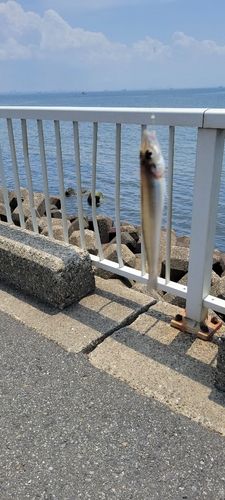 シロギスの釣果