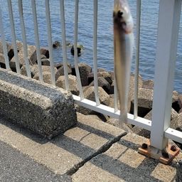 シロギス
